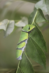 Menelaides