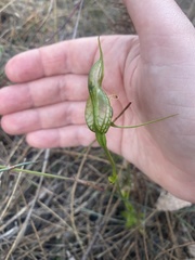 Pterostylis barbata
