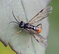 Allantus rufocinctus