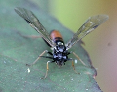 Allantus rufocinctus