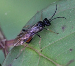 Allantus rufocinctus