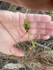 Pterostylis barbata