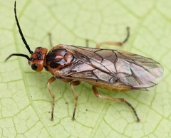 Euura krausi