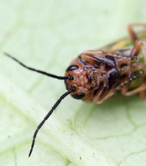 Euura krausi