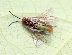 Euura krausi