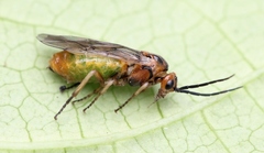 Euura krausi