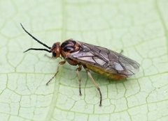 Euura krausi