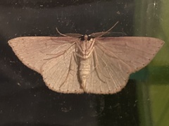Cyclophora obstataria