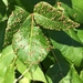 Poison Ivy Leaf Mite - Photo (c) Priyantha Wijesinghe, some rights reserved (CC BY-NC), uploaded by Priyantha Wijesinghe