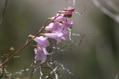 Incarvillea diffusa