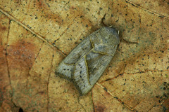 Mesogona oxalina