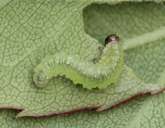 Cladius pectinicornis