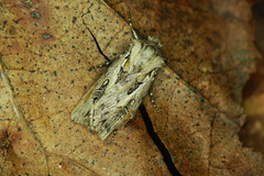 Agrotis vestigialis
