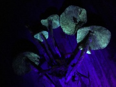 Hypholoma marginatum