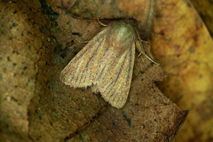 Denticucullus pygmina