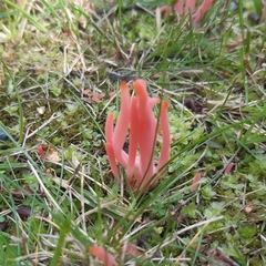 Clavaria rosea