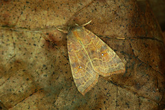 Xanthia ocellaris