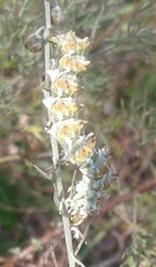 Cucullia cineracea