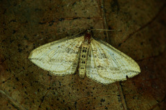 Orthonama vittata