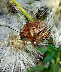 Carpocoris purpureipennis
