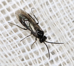 Empria