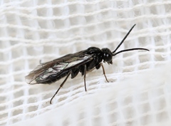 Empria