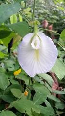 Clitoria ternatea albiflora