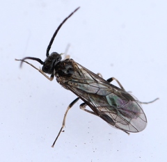 Empria