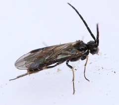 Empria