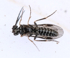 Empria