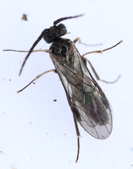 Empria