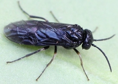 Endelomyia aethiops