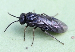 Endelomyia aethiops