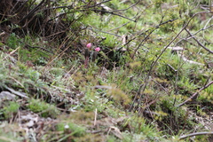 Podophyllum hexandrum
