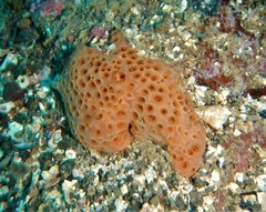 Hemimycale columella