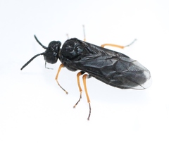 Eutomostethus gagathinus