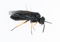 Eutomostethus gagathinus