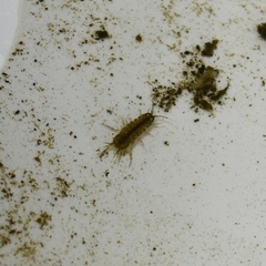 Asellus aquaticus