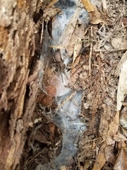 Coremiocnemis tropix