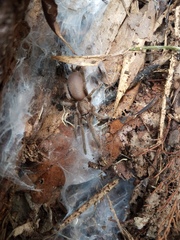 Coremiocnemis tropix