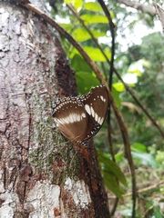 Hypolimnas bolina nerina