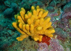Axinella verrucosa