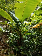 Musa banksii