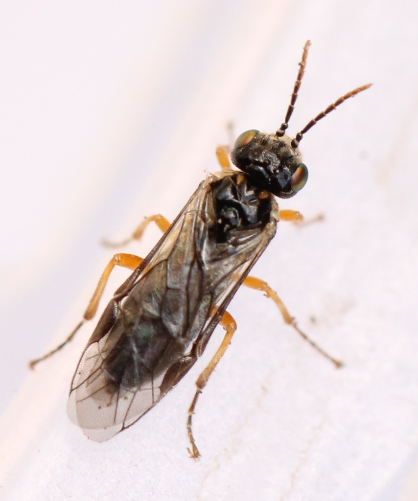 Black-poplar Mining Sawfly
