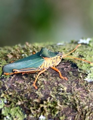 Hippacris diversa