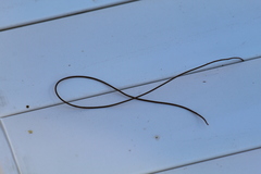 Gordiidae