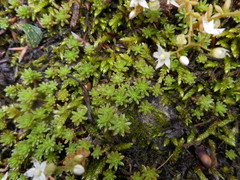 Sedum monregalense