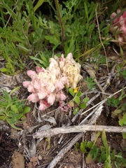 Hyobanche thinophila