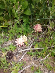 Hyobanche thinophila