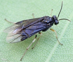 Heterarthrus ochropoda